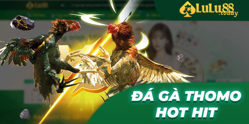 Những cuộc chiến gà Thomo cực kỳ hấp dẫn