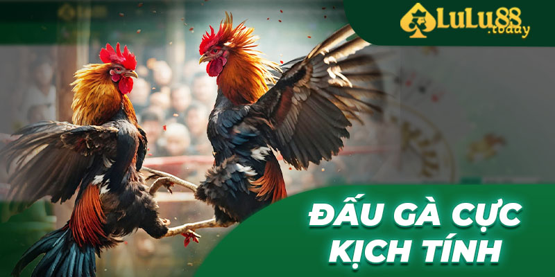 Những cuộc đấu gà cực kịch tính tại trang chủ LULU88