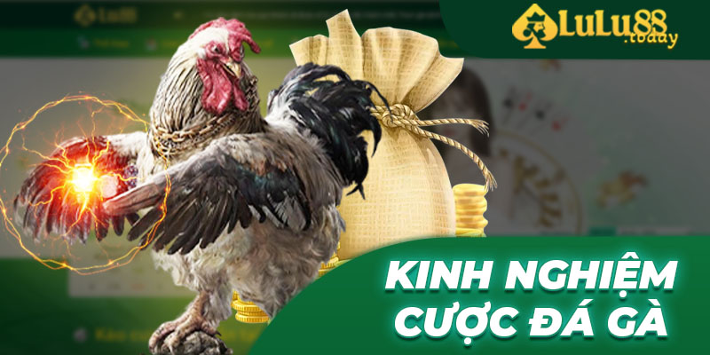 Kinh nghiệm cược đá gà online được chia sẻ từ cao thủ