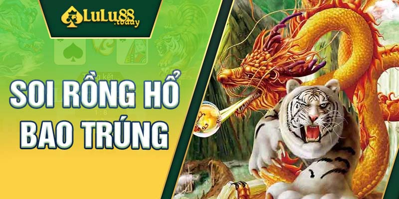 Kỹ thuật và cách soi rồng hổ bao trúng đến từ chuyên gia